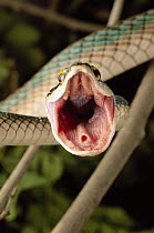 Parrot Snake (Leptophis ahaetulla) in threat display, Caatinga ecosystem, Brazil