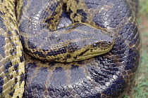 Green Anaconda (Eunectes murinus), Pantanal ecosystem, Brazil