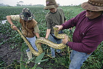 Green Anaconda (Eunectes murinus) captured, Pantanal ecosystem, Brazil