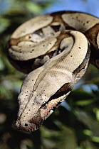 Boa Constrictor (Boa constrictor) portrait in tree, ecosystem of Cerrado, Brazil