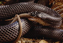 Black Mussurana (Clelia occipitolutea) snake, eating a Tricolor Hognosed Snake (Lystrophis nattereri), Caatinga, Brazil