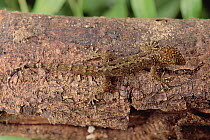 Turnip-tailed Gecko (Thecadactylus rapicauda) camouflaged against bark on tree, Amazon, Brazil