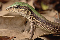 Racerunner Lizard (Plica sp) portrait, Amazon, Brazil