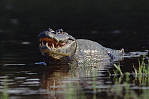 Jacare Caiman (Caiman yacare) walking in water, mouth partially open, ecosystem of Pantanal, Brazil