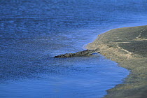 American Crocodile (Crocodylus acutus), Riohacha, Colombia