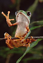 Tiger-striped Leaf Frog (Phyllomedusa tomopterna) waving, Amazon rainforest, Brazil