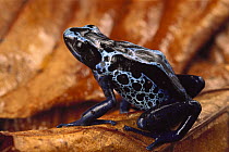 Dyeing Poison Frog (Dendrobates tinctorius) portrait, Amazon forest, Brazil