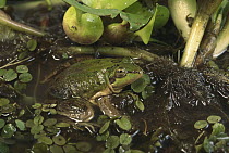 Paradoxical Frog (Pseudis paradoxa) in water, blending with vegetation, Pantanal, Brazil