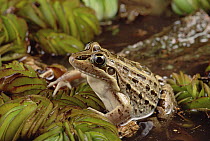 Crilloa Frog (Leptodactylus ocellatus), southern Brazil