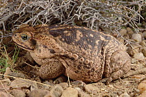 Cururu Toad (Bufo paracnemis) portrait of female, Caatinga, Brazil