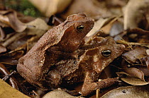 Leaf Litter Toad (Bufo typhonius) pair, Amazon forest, Brazil