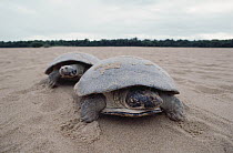 South American River Turtle (Podocnemis expansa) pair on beach of Trombetas River where it lays eggs, Amazon, Brazil
