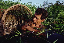 South American River Turtle (Podocnemis expansa) biologist returning tiny turtles to the Trombetas River, Amazon, Brazil