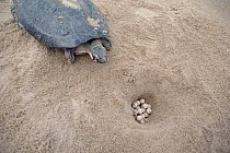 South American River Turtle (Podocnemis expansa) female near nest where she has laid her eggs, Amazon, Brazil
