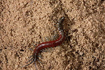 Centipede (Cryptops sp), Brazil