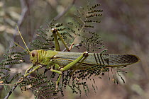 Gaudy Grasshopper (Ommexecha sp) on twig, Caatinga ecosystem, Brazil