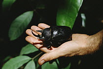 Rhinoceros Beetle (Megasoma actaeon) male held in human hand, Amazon ecosystem, Brazil