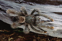Pinktoe Tarantula (Avicularia avicularia) limbs and abdomen are covered with protective stinging hairs, Amazon, Brazil