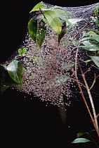 Social Spider (Anelosimus eximius) web in vegetation, web may span up to 10 meters, Amazon ecosystem, Brazil