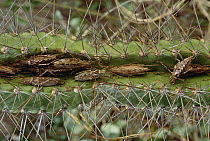 Katydid (Tettigoniidae) group in the furrow of a cactus, stem thorns on cactus protect insects against predators, Caatinga ecosystem, Brazil
