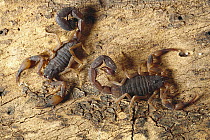 Thick-tailed Scorpion (Tityus bahiensis) pair, Caatinga ecosystem, Brazil