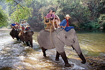 Asian Elephant (Elephas maximus) carrying tourists, Chiang Mai, Thailand