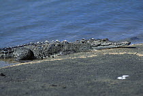 American Crocodile (Crocodylus acutus) resting on bank, Riohacha, Colombia