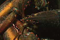 American Lobster (Homarus americanus) seen from above, Maine