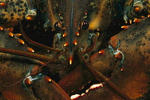 American Lobster (Homarus americanus) portrait, Maine