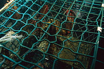 American Lobster (Homarus americanus) in trap, Maine