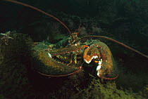American Lobster (Homarus americanus) resting on ocean bottom, Maine