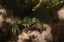 American Lobster (Homarus americanus) in defensive posture, Maine