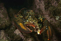 American Lobster (Homarus americanus) breaking and eating urchin, Maine