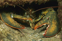 American Lobster (Homarus americanus), Maine