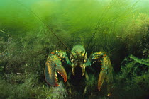 American Lobster (Homarus americanus) approaching aggressivly, Maine