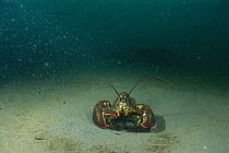 American Lobster (Homarus americanus) in sand depression, Maine