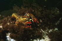 American Lobster (Homarus americanus) amid seaweed on the ocean floor, Maine