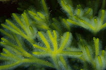 Green Fleece (Codium fragile) seaweed detail, Nova Scotia, Canada