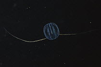 Sea Gooseberry (Pleurobrachia pileus) comb jelly with tentacles extended for feeding, Nova Scotia, Canada