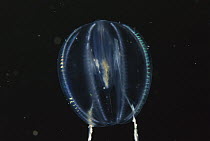 Sea Gooseberry (Pleurobrachia pileus) comb jelly showing bioluminescence, Nova Scotia, Canada