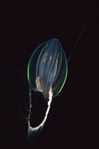 Comb Jelly (Mertensia ovum) with tentacles spread to catch prey, Nova Scotia, Canada