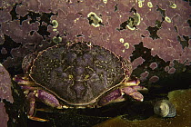 Atlantic Rock Crab (Cancer irroratus) on algae, Nova Scotia, Canada