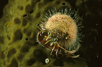 Acadian Hermit Crab (Pagurus acadianus) with Snail Fur Hydroid (Hydractinia sp) growing on its shell, Nova Scotia, Canada
