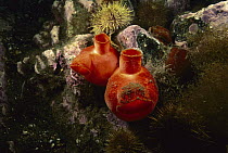 Sea Peach (Halocynthia pyriformis) tunicate pair, Nova Scotia, Canada