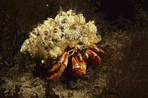 Acadian Hermit Crab (Pagurus acadianus) with Rough Barnacle (Balanus balanus) growth, Nova Scotia, Canada