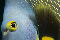 French Angelfish (Pomacanthus paru) head close up, Nova Scotia, Canada