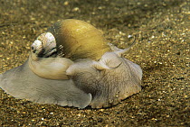 Northern Moon Snail (Polinices heros) crawling on the ocean floor, Nova Scotia, Canada