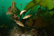Cunner (Tautogolabrus adspersus) fish, small school in kelp bed, Bay of Fundy, Nova Scotia, Canada