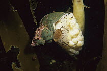 Common Northern Whelk (Buccinum undatum) tending egg mass, Maine