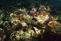 Green Sea Urchin (Strongylocentrotus droebachiensis) barren, having eaten all the kelp with Shorthorn Sculpin (Myoxocephalus scorpius), Nova Scotia, Canada